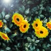 Solárna sveteľná reťaz - kvet - 2 m - 20 teplých bielych LED