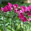 1 balenie (20 ks) klipsov na orchidey