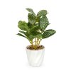 Dekorácia z umelých rastlín - fittonia - 20 x 9 cm
