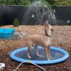 AquaFun Psí bazén s vodnou sprchou – Letné ochladenie hravou formou