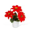 Poinsettia v kvetináči – červená – 18 cm