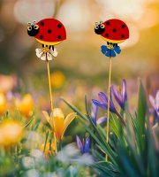 Zapichovacia dekorácia - lienka - 2 druhy - 30 cm