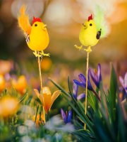 Veľkonočná dekorácia – kohút – 2 druhy – zapichovateľný – 24 cm