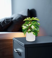 Múdry dekorácia - filodendron - zelená/žltá - 20 x 8 cm