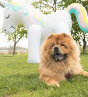 Maxi striekajúci nafukovací jednorožec